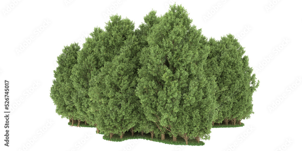 Forest on transparent background. 3d rendering - illustration