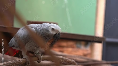 Wildlife shot of a congo African grey parrot, psittacus erithacus at popular tourist spot at Langkawi wildlife park, Kedah, Malaysia, Southeast Asia. photo