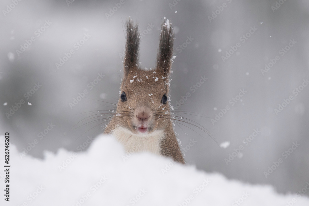雪の中のエゾリス