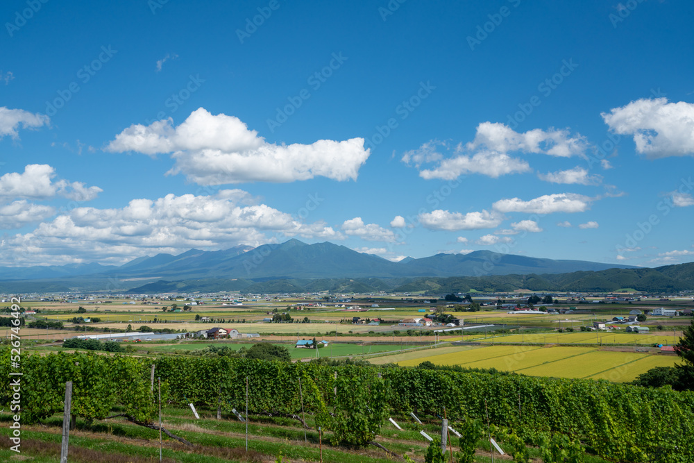 北海道、富良野のブドウ畑と富良野市街、十勝岳の風景