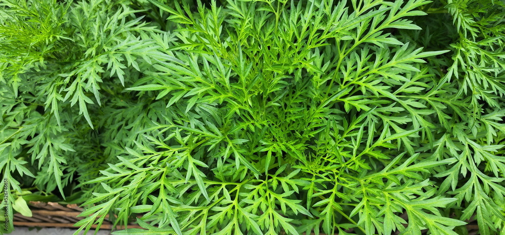 Fresh green background of marigold leaves Scientific name: Tagetes erecta L is an ornamental plant native to Mexico. Astro's family flowers are commonly planted to bring flowers to monks or decorate.
