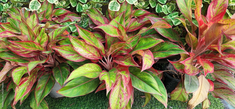 Obraz premium The evergreen shrub with beautiful yellow and red accents is called Chinese Evergreen and the scientific name Aglaonema sp. Ruaylonfa belongs to the family Araceae, the king of ornamental plants. 