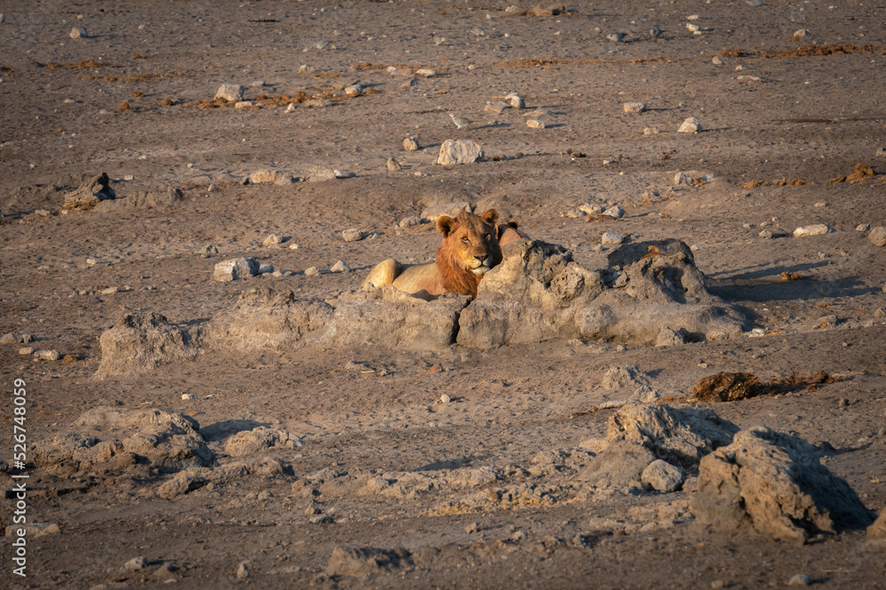 Male lion looking from behind a group of rocks in the early morning sun Male lion looking from behind a group of rocks in the early morning sun