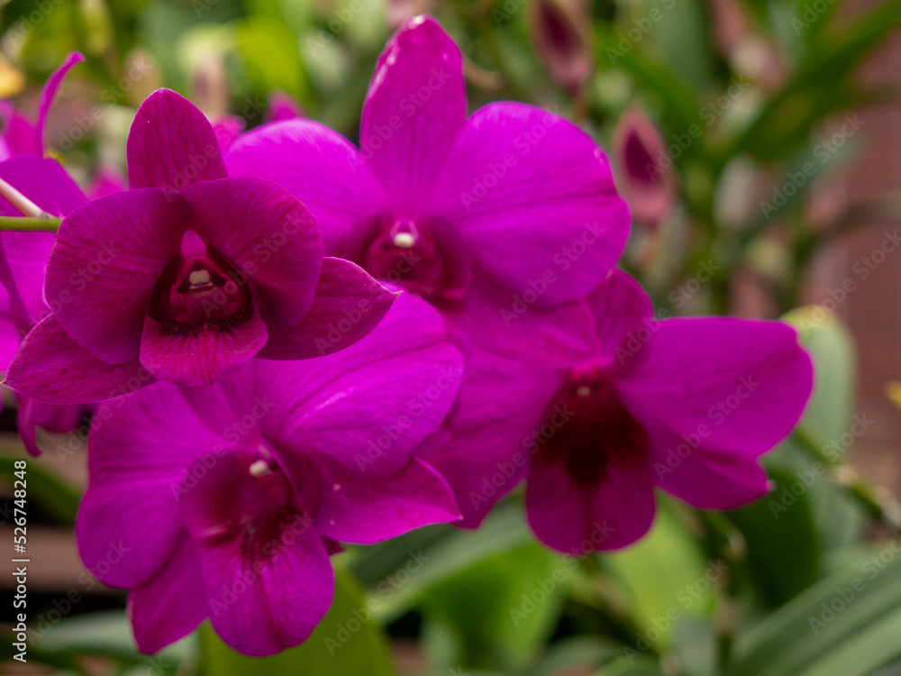 Purple flowers adorn the gardens, looking very refreshing. Purple flowers adorn the gardens, looking very refreshing.