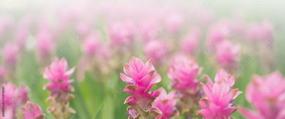 pink flowers in nature, sweet background, blurry flower background, light pink siam tulip flowers field. wide banner card. Copy space pink flowers in nature, sweet background, blurry flower background, light pink siam tulip flowers field. wide banner card. Copy space