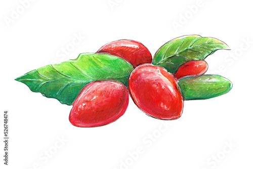Watercolor illustration with goji berries. Isolated picture on a white background.