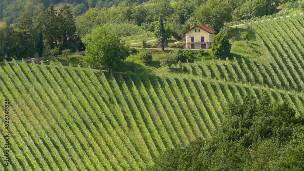 Steep vineyards in South Steiermark (Styria), in Austria 