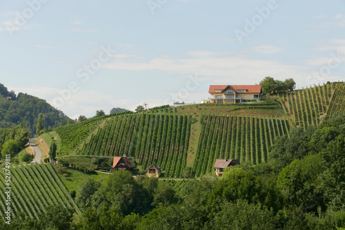 Steep vineyards in South Steiermark (Styria), in Austria 