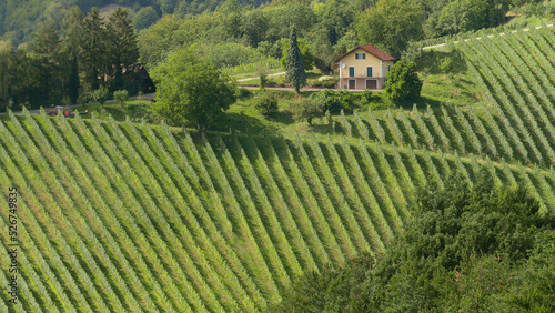 Steep vineyards in South Steiermark (Styria), in Austria 