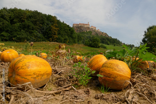 Pumpkin field under Riegersburg Castle in Styria, Austria with huge orange pumpkins photo