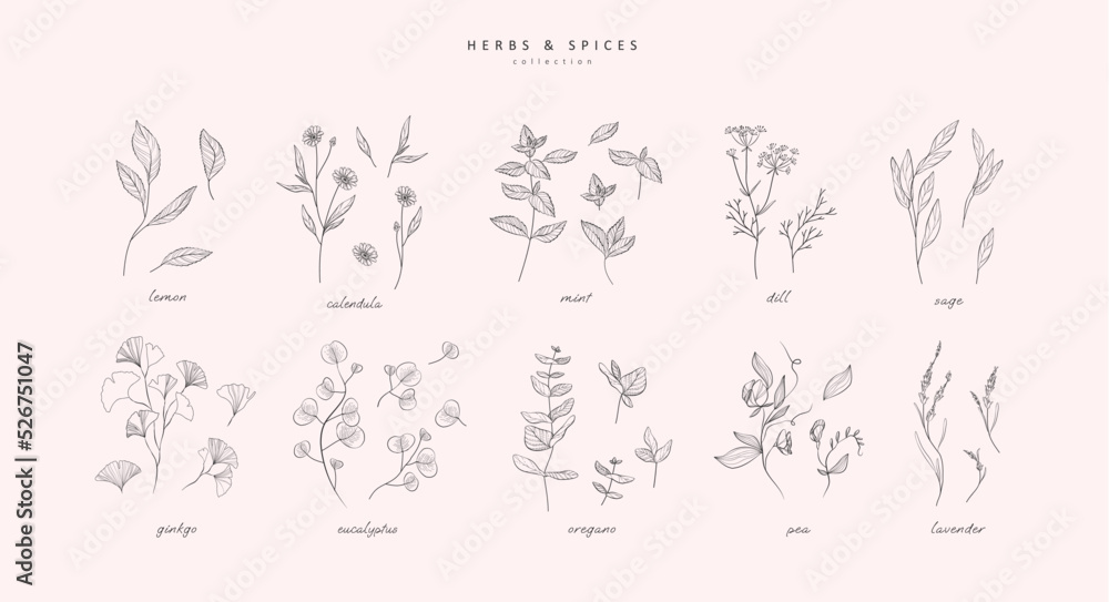 Vector hand drawn herbs and spices set. Vintage trendy botanical elements. Hand drawn line leaves branches and blooming. . Vector trendy