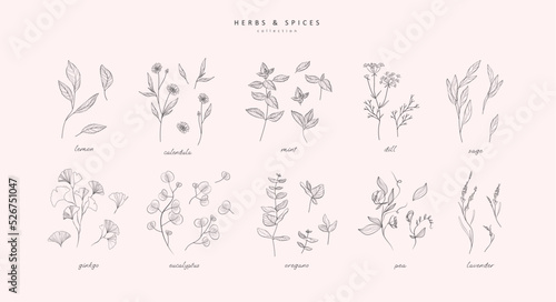 Vector hand drawn herbs and spices set. Vintage trendy botanical elements. Hand drawn line leaves branches and blooming. . Vector trendy