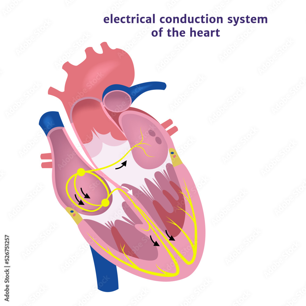conduction system of the heart. Human anatomy. Vector illustration Stock  Vector | Adobe Stock