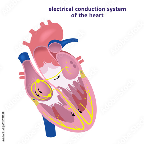 conduction system of the heart. Human anatomy. Vector illustration photo