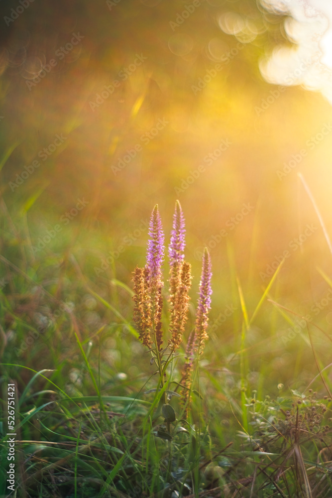 sunrise in the grass sunrise in the grass