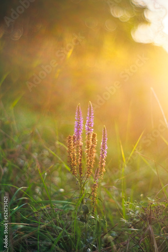 sunrise in the grass
