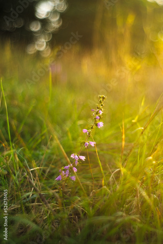flowers in a meadow