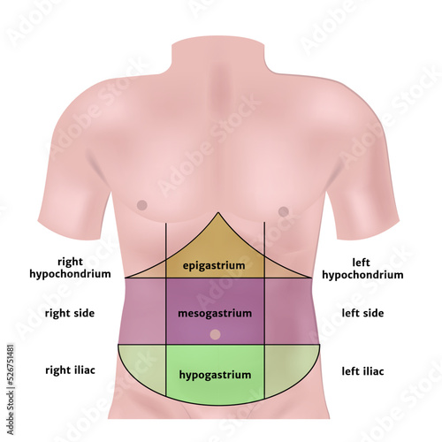 zones of the abdomen highlighted on the model. Vector illustration