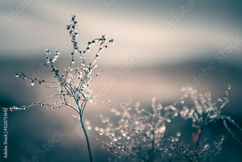 Frosted plants in autumn forest at sunrise. Macro image. Autumn background © smallredgirl