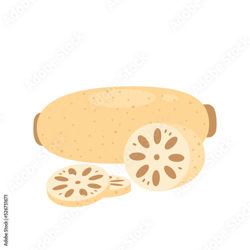 Lotus root and slices isolated on white background. Whole renkon and half. Nelumbo nucifera. Vector Asian exotic vegetables illustration in flat style.