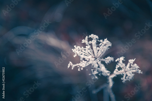 Frosted plants in autumn forest. Macro image