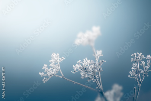 Frosted plants on the shore of lake. Winter nature background © smallredgirl