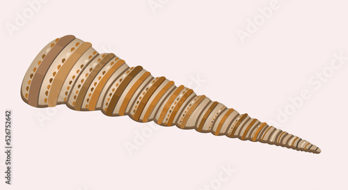 Vector illustration of long seashell of usual shape with decorative spots. Isolated on light background.