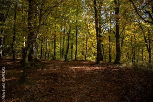 autumn in the forest panorama