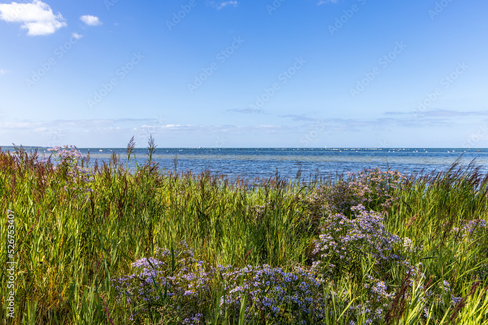 Schilfgürtel an der Ostseeküste mit Blumen