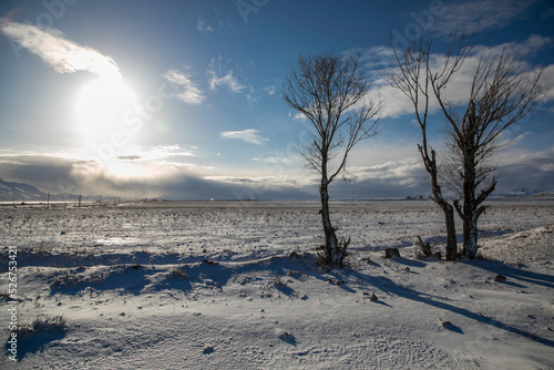 winter landscape with trees
