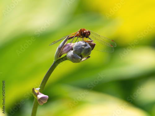 an orange dragonfly sits on a hosta flower on a sunny day in a flower bed