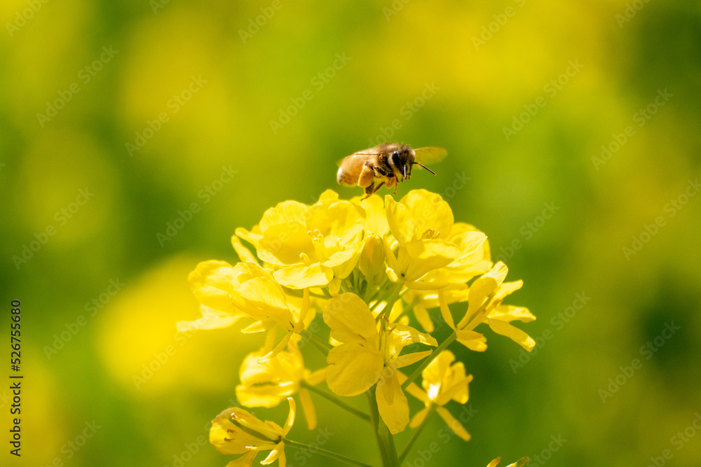 菜の花のはちみつを集めるミツバチ 菜の花のはちみつを集めるミツバチ