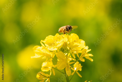 菜の花のはちみつを集めるミツバチ
