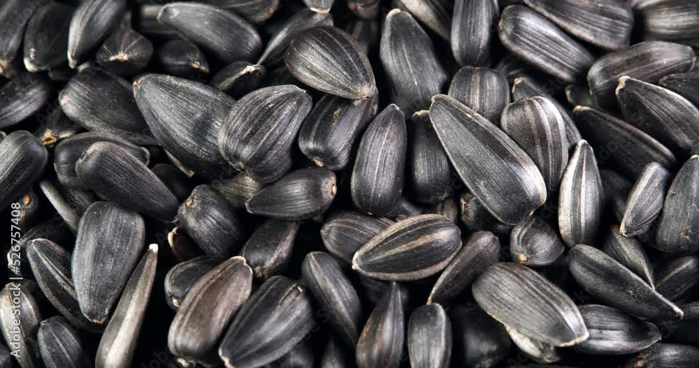 The sunflower seeds on a plate close-up. The sunflower seeds after harvest. Pile of Dried Sunflower Unpeeled Seeds, a Healthy Source of Vitamins in Vegan Food. The sunflower seeds on a plate close-up. The sunflower seeds after harvest. Pile of Dried Sunflower Unpeeled Seeds, a Healthy Source of Vitamins in Vegan Food.