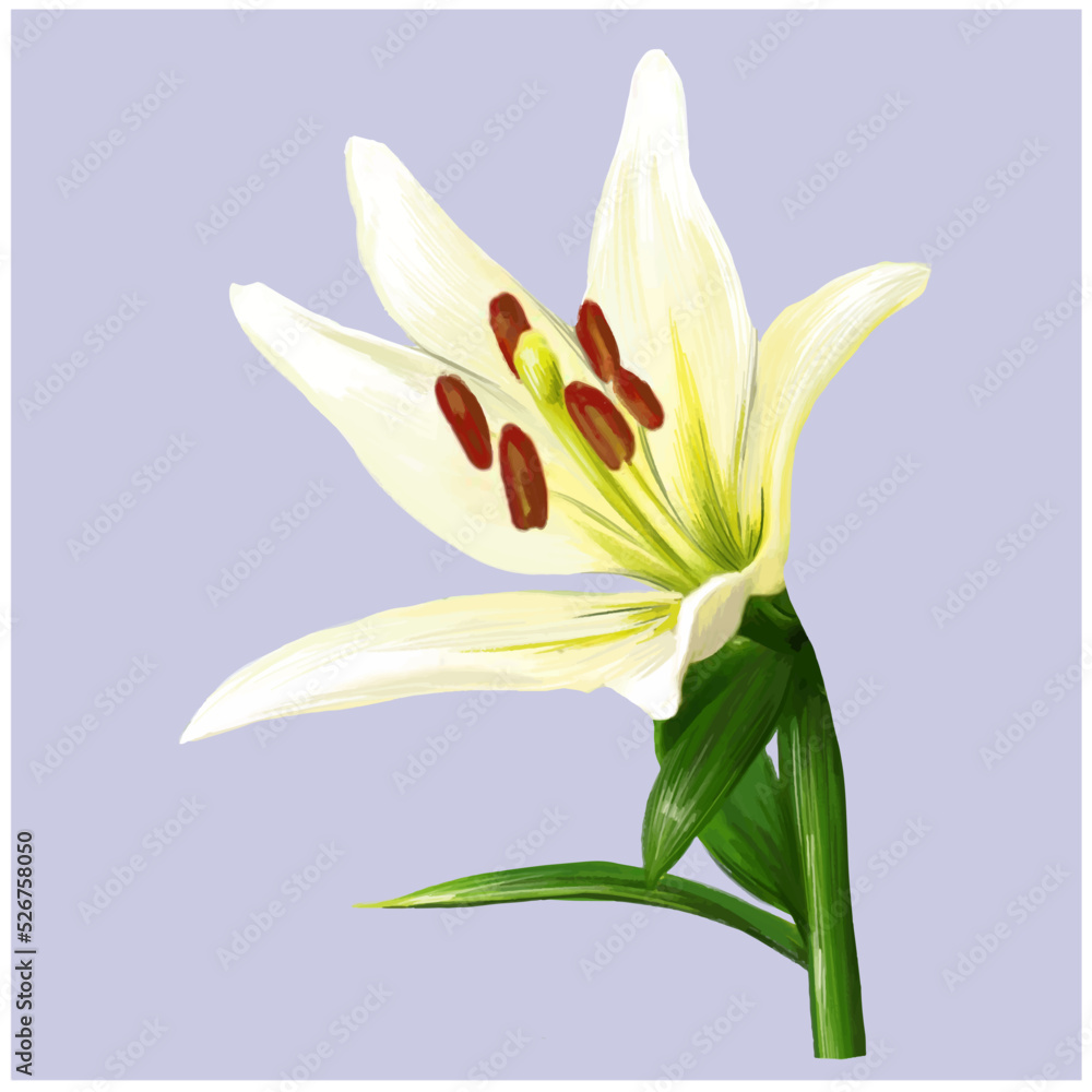 Obraz premium blooming white lily vector