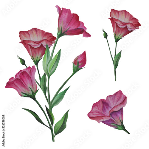 set of lisianthus flowers, eustoma vector © TanyaArt