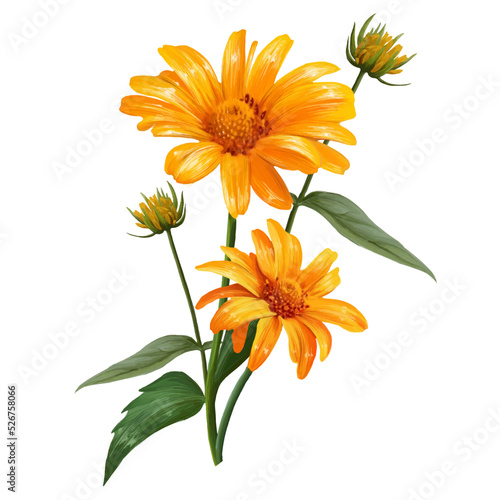 chamomile flowers yellow vector
