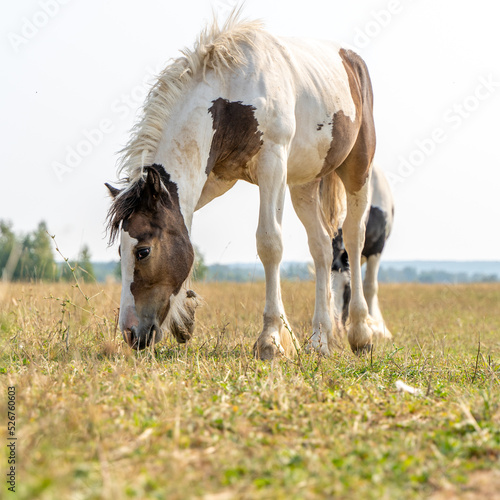 Fotografie A Tinker colt eats grass on a pasture in summer