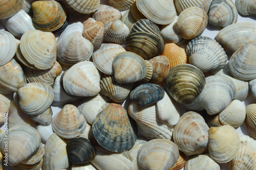seashells. background for the design.
