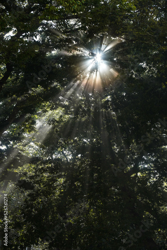 Luz solar entrando entre un bosque de árboles verdes