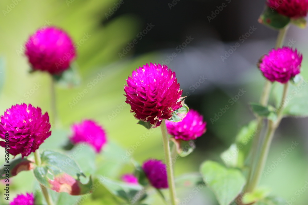 Gomphrena globosa, commonly known as globe amaranth, is an edible plant from the family Amaranthaceae. Within the flowerheads, the true flowers are small and inconspicuous. Gomphrena globosa, commonly known as globe amaranth, is an edible plant from the family Amaranthaceae. Within the flowerheads, the true flowers are small and inconspicuous.