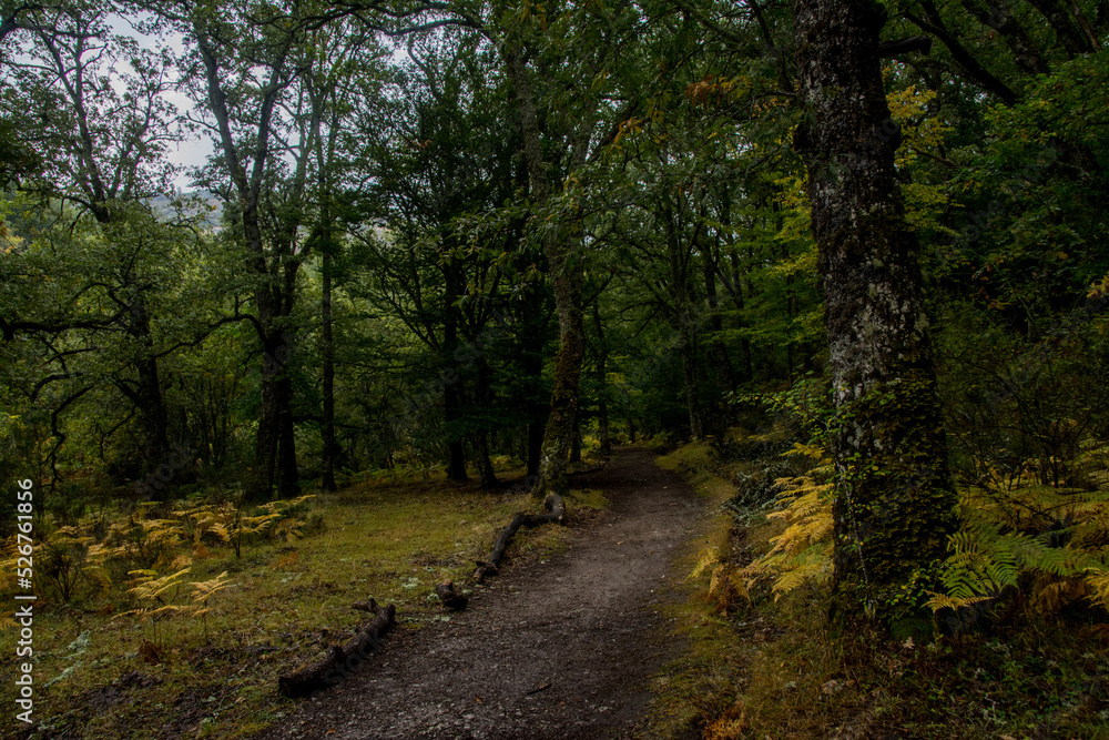 Bosque Bosque