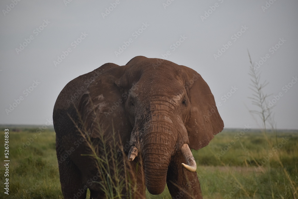 Elephant at Amboseli national park 