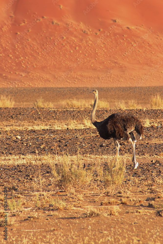 Naklejka premium Namibian ostrich