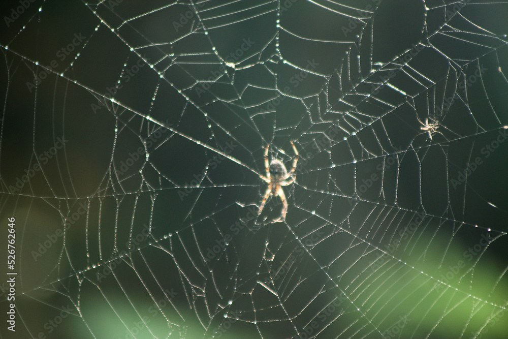 Spider Weaving a Web Spider Weaving a Web