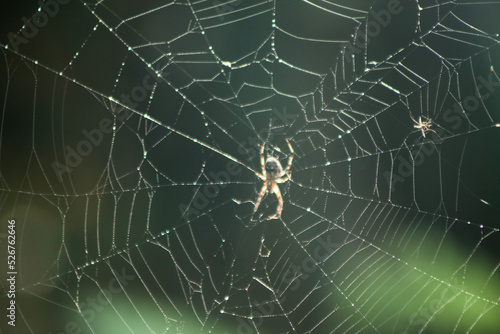 Spider Weaving a Web