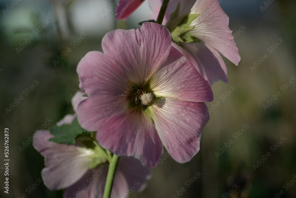 natural photographs of living wild flora mallow flowers light pink natural photographs of living wild flora mallow flowers light pink