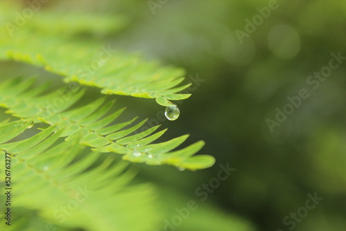 Water drop on leaf © Alba