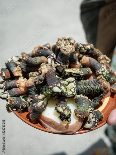 Fototapeta Naklejka Na Ścianę i Meble -  Hand holding a plate of barnacles with potatoes