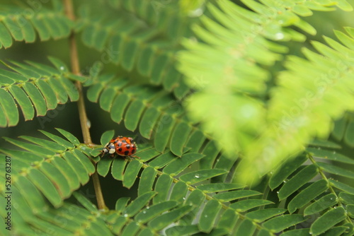 Ladybug between leafs